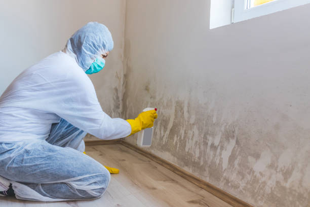Licensed Black Mold Removal service in Norwood, MA - WQB Mold Removal