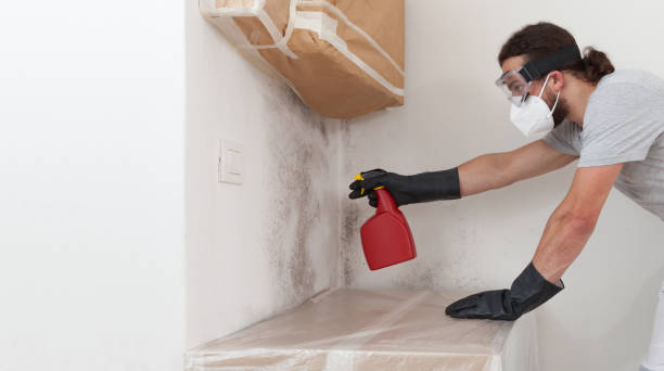 Professional Black Mold Removal technician working in Norwood, MA