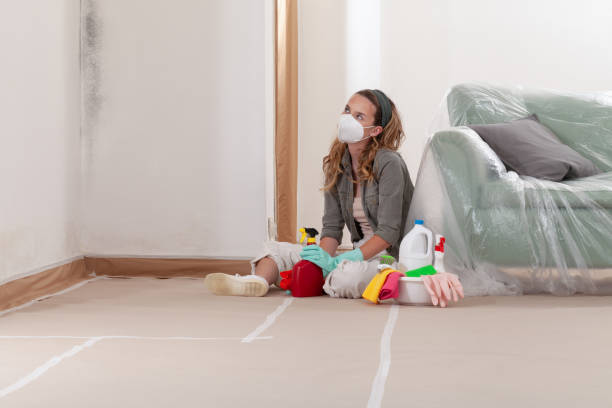 Reliable Black Mold Removal contractor in Norwood, MA by WQB Mold Removal