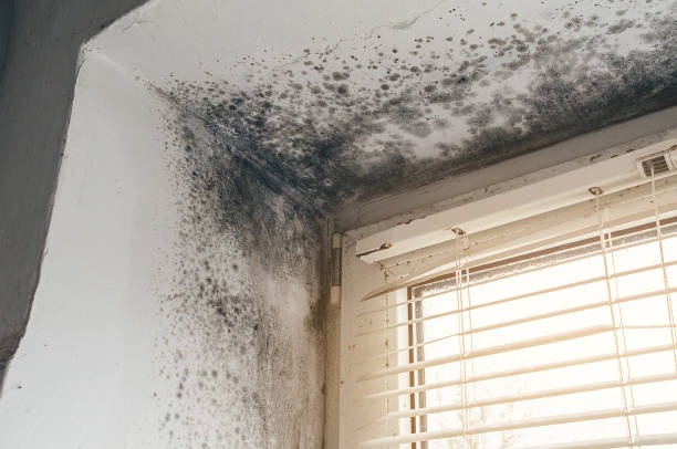 Affordable Black Mold Removal solutions in Norwood, MA
